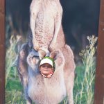 phoca_thumb_m_20240611_104712 Fotogalerie